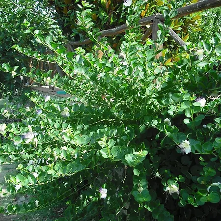 Agriturismo La Scarpaia * Anghiari