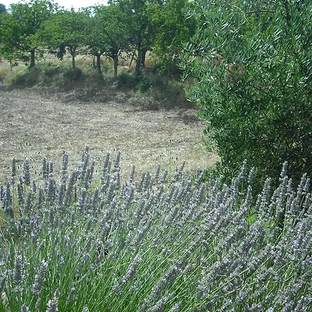 Agriturismo La Scarpaia * Anghiari